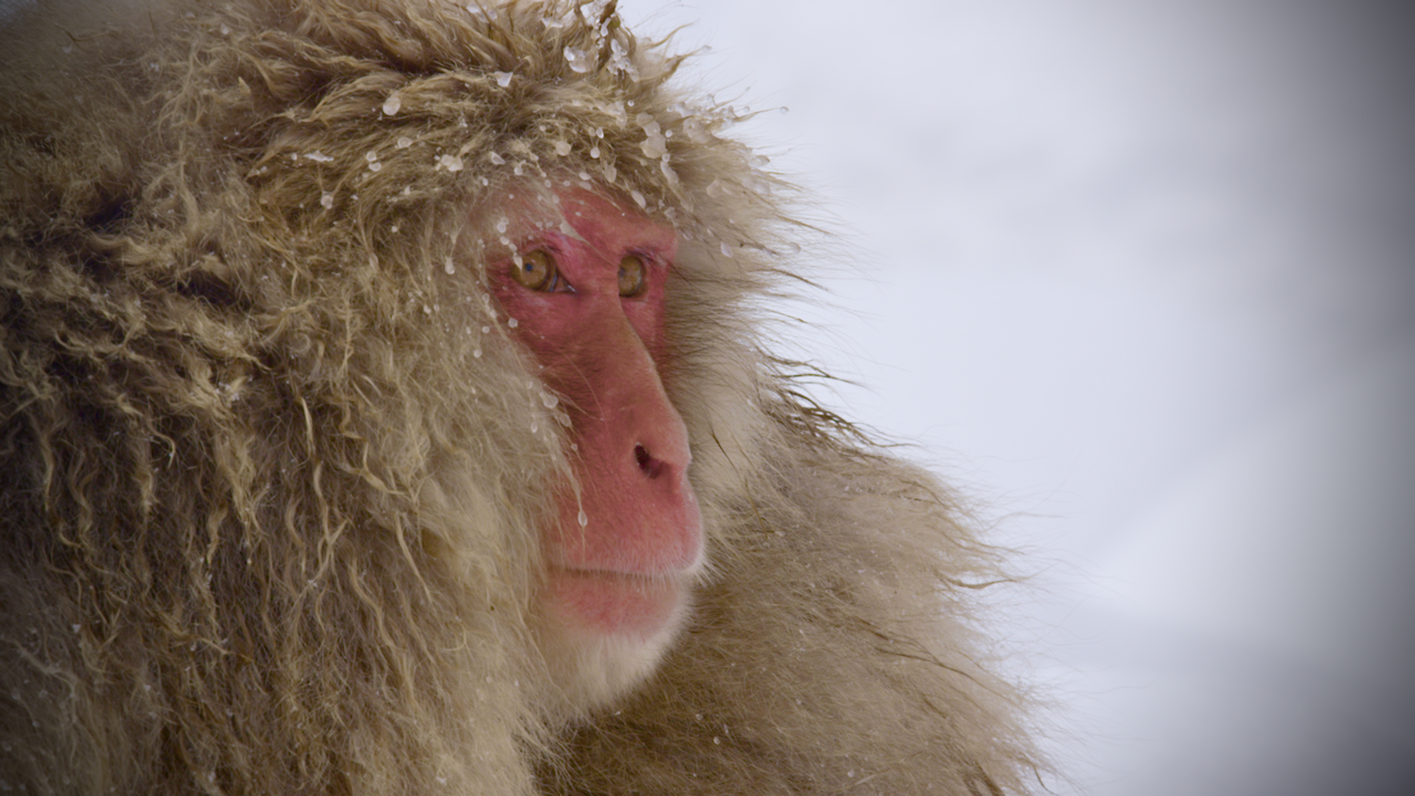 Snow Monkeys